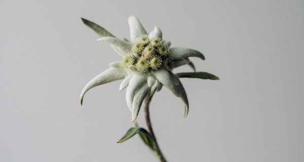 Mehr als 100 natürliche Wirkstoffe des Edelweiss für unsere Haut.